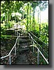 To the left of the falls is a winding trail protected from the sun by huge banyan trees.