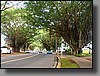 Most of Hilo's hotels are located on Banyan Drive.  A sign at the base of each banyan tree on the road tells you who planted it. Some famous planters include Richard Nixon, Babe Ruth, and Amelia Earhart.  In a weird coincidence, a flood washed Nixon's tree away on the day he became vice president. He planted another one...the flood waters were heard muttering “I am not a crook!”