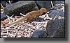 Mongeese are often seen scurrying around on the rocks. 