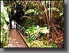 The tree fern and 'Ohi'a Forest at the enterance to the Thurston Lava Tube.