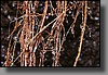 Condensation collects on roots protruding from the ceiling of the lava tube.