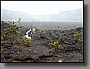 The 1959 Kilauea Iki eruption showered the land with falling lava from 1,900-foot-high fountains.