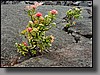 Though the crater resembles the surface of the moon, plant life has prevailed.