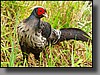 Kalij Pheasant, male