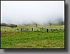 You'll hike about an eighth of a mile before reaching the entrance to the forest reserve.  On this day, clouds were streaming down the mountainside, enveloping us (and the cows) in an eerie mist.