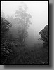 The first two miles is through a dense forest.