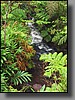 There are many obscured waterfalls along the trail, so listen for the roar of falling water.